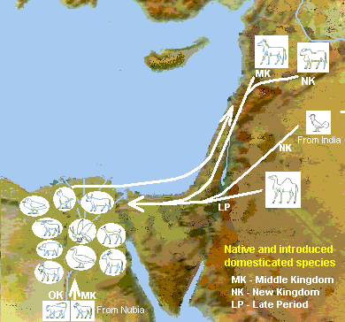 Locally domesticated and introduced animals